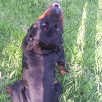 Photo #213532 de Rototo
