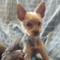Photo #213537 de Coxie
