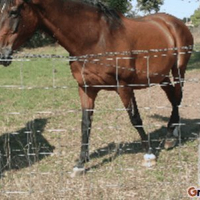 Photo #213545 de Kikou