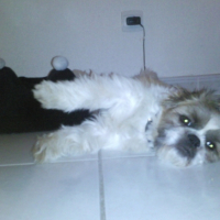 Photo #213553 de Koda