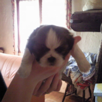Photo #213556 de Koda