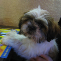Photo #213557 de Koda