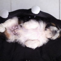 Photo #213560 de Koda