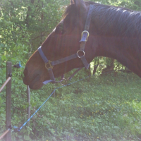 Photo #213563 de Bigue baya