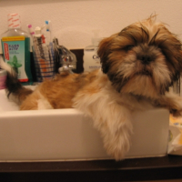 Photo #213573 de Koda