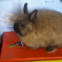 Photo #213603 de Lapinou