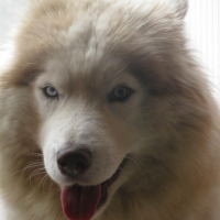 Photo #213627 de Balou