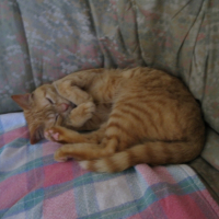 Photo #213641 de Oliver