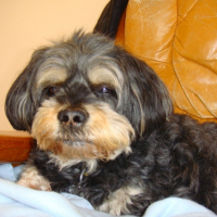 Photo #213656 de Patch