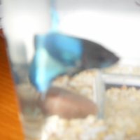 Photo #213657 de Ocean