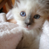 T'as de beaux yeux, tu sais ?