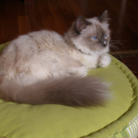 La princesse chatounesque