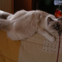 Photo #213679 de Dorémie