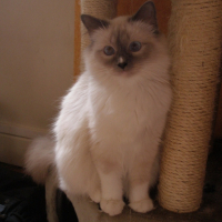 Photo #213682 de Dorémie