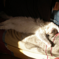 Photo #213687 de Dorémie