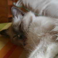 Photo #213698 de Dorémie