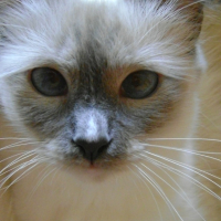 Photo #213705 de Dorémie