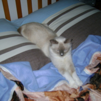 Photo #213706 de Dorémie