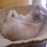 Photo #213709 de Dorémie