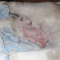 Les chats aussi ont un nombril...