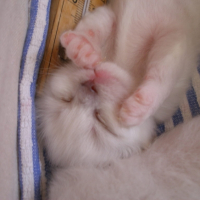 J'aimerais bien sucer mon pouce, mais avec les griffes, c'est pas pratique !