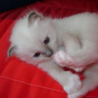 Ma soeur chérie Edelweiss