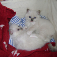 Bagarre ou câlin ? Mon coeur balance.