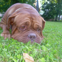 Photo #213763 de Vanda 