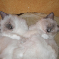 Photo #213770 de Elias