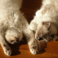 Photo #213774 de Elias