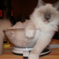 Photo #213776 de Elias