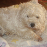 Photo #213810 de Starling