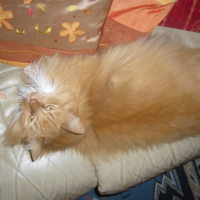Photo #213829 de Thaisy