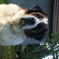 Photo #213830 de Roxane