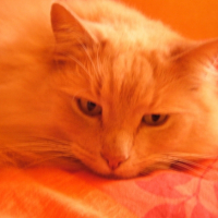 Photo #213836 de Tamara