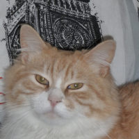 Photo #213860 de Cywen