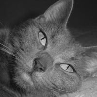 Photo #213929 de Gaïa