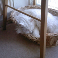 Photo #213972 de Neige
