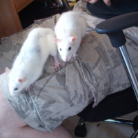 Photo #213976 de Yummi