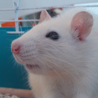 Photo #213977 de Yummi