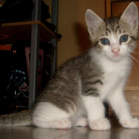 Photo #213981 de Shanga