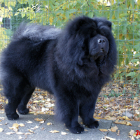 Photo #213995 de Multi.ch.chowderny xinling-shi