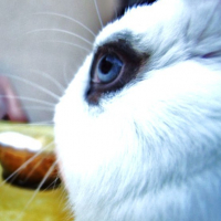 Photo #214024 de Pinpin