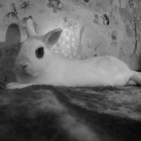 Photo #214026 de Pinpin