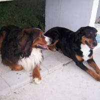 Photo #214048 de Dixie