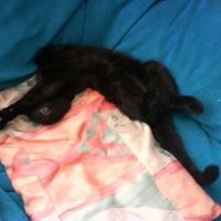 Photo #214061 de Akimbo