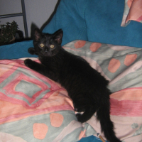 Photo #214062 de Akimbo