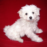 Photo #214090 de Djune