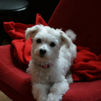 Photo #214092 de Djune