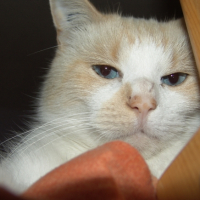 Photo #214209 de Coco